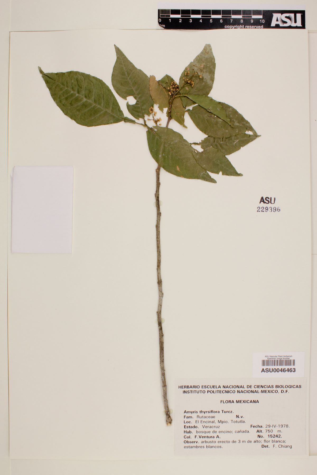 Amyris thyrsiflora image