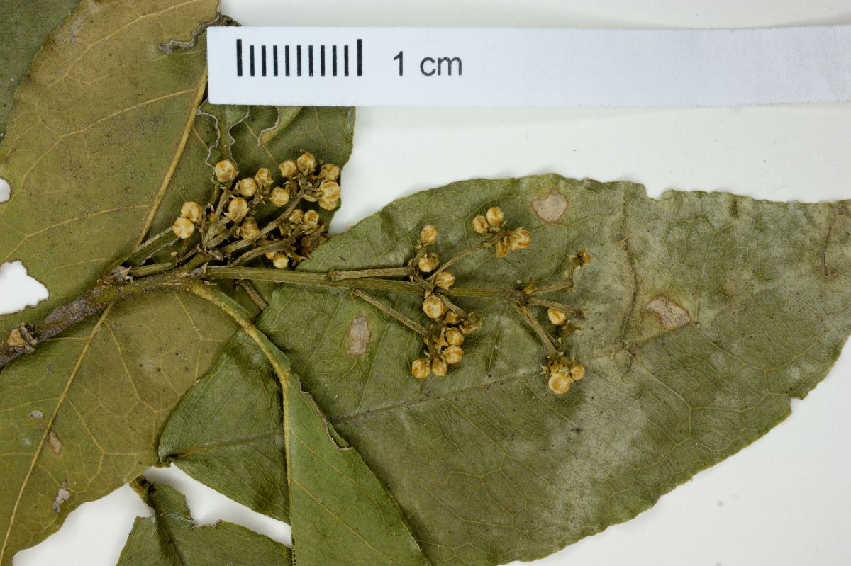 Amyris thyrsiflora image