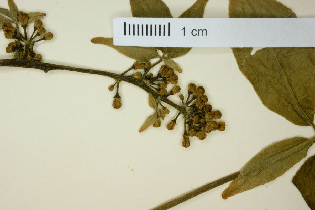 Casimiroa microcarpa image