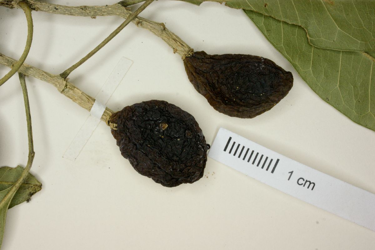 Casimiroa pringlei image