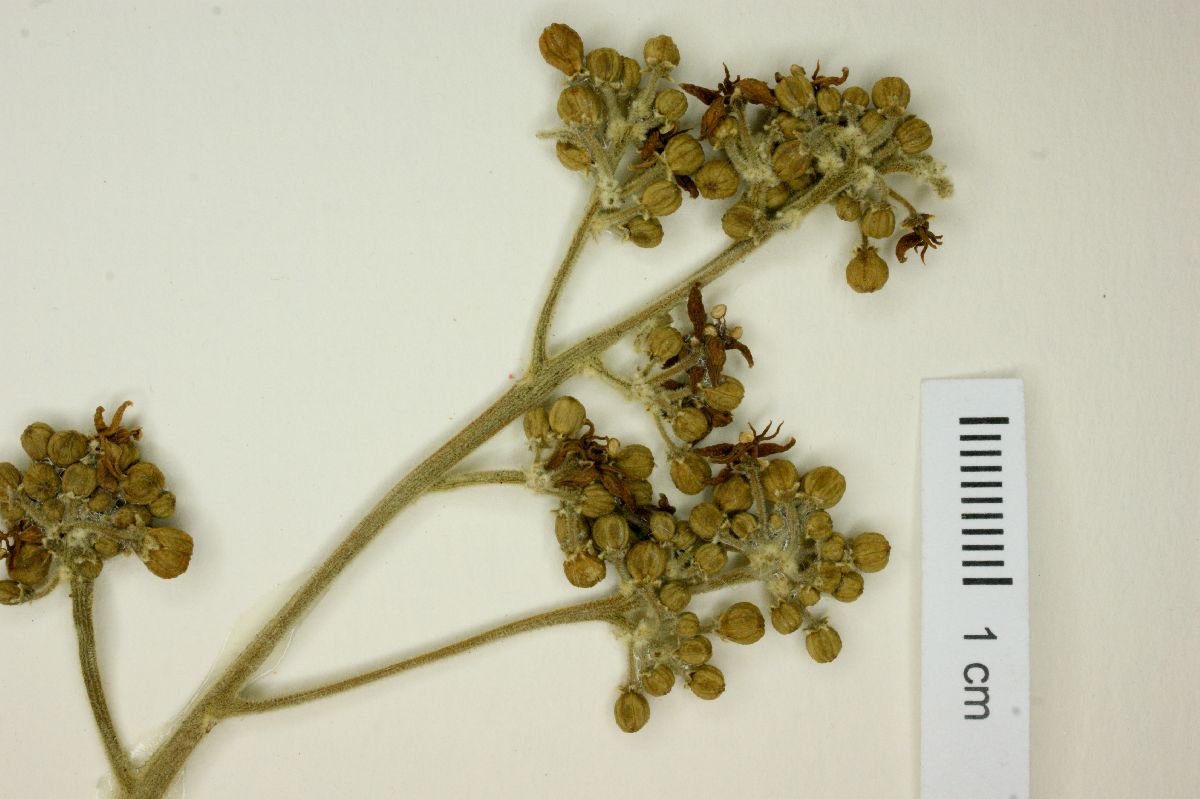Casimiroa tetrameria image