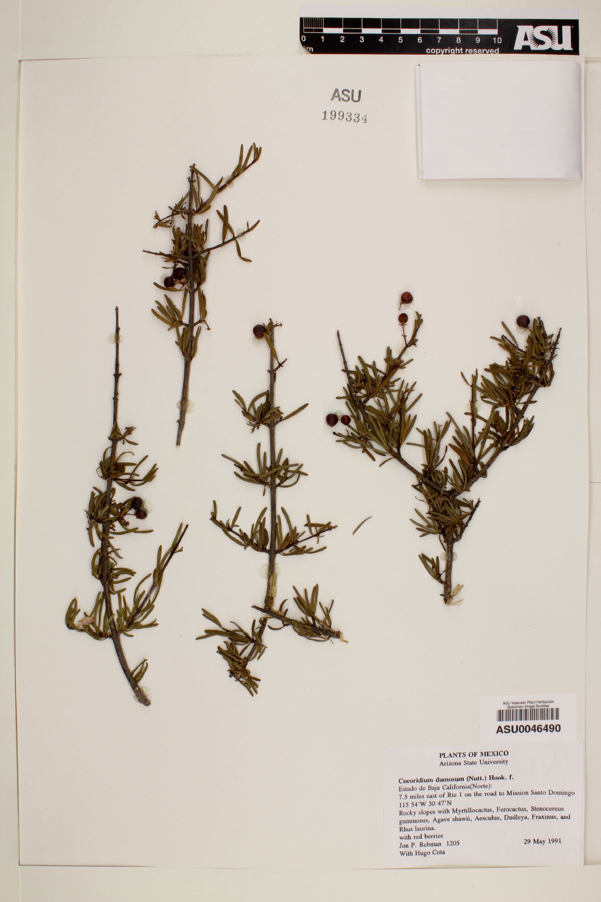 Cneoridium dumosum image