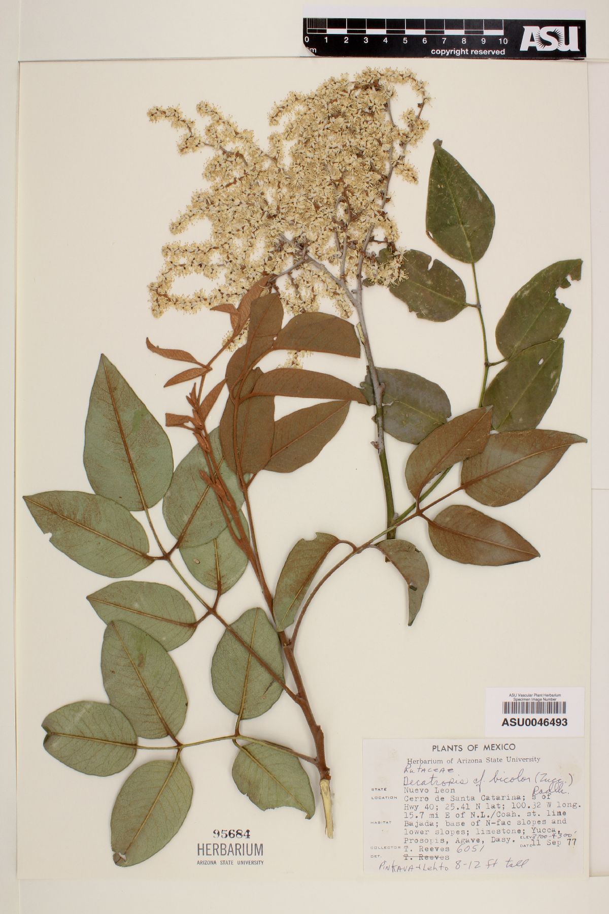 Decatropis bicolor image