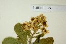 Esenbeckia hartmanii image