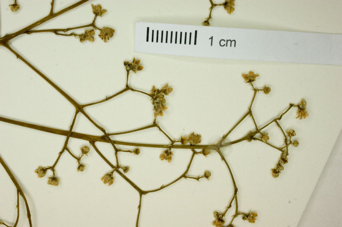Esenbeckia febrifuga image