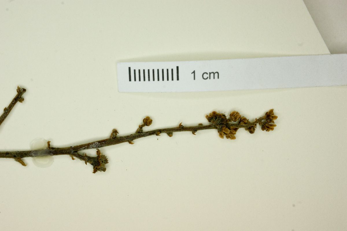 Esenbeckia pumila image