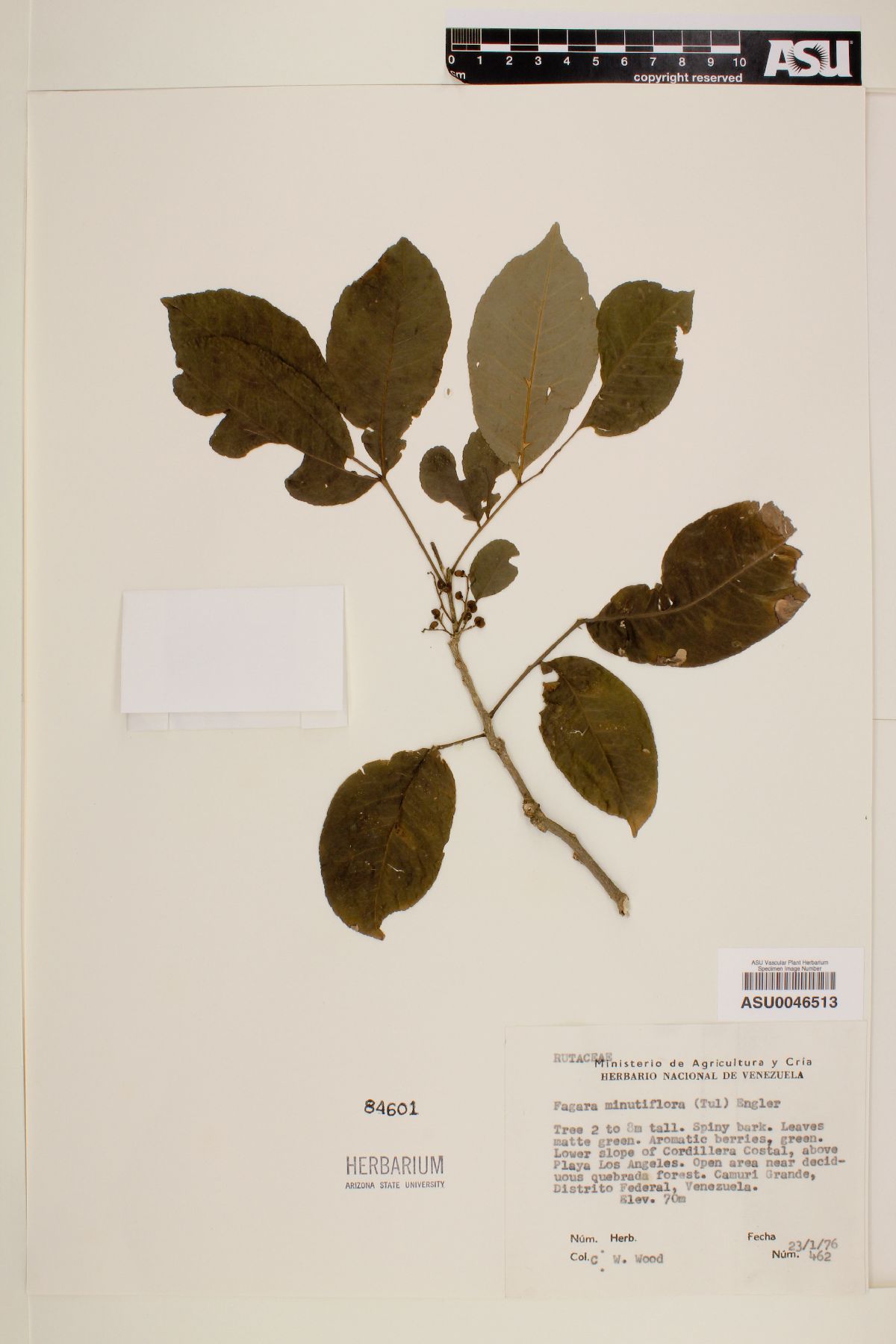 Zanthoxylum juniperinum image