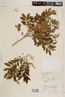 Zanthoxylum rhoifolium image