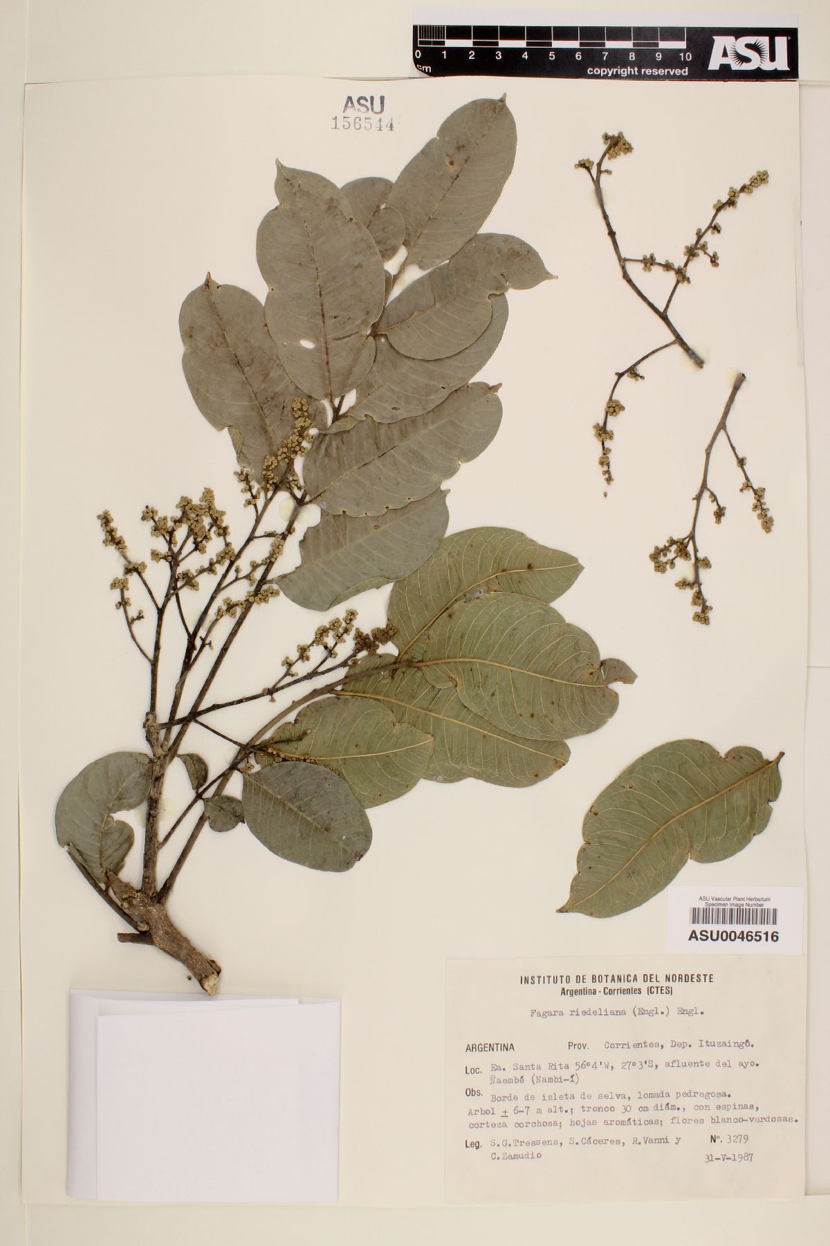 Zanthoxylum riedelianum image