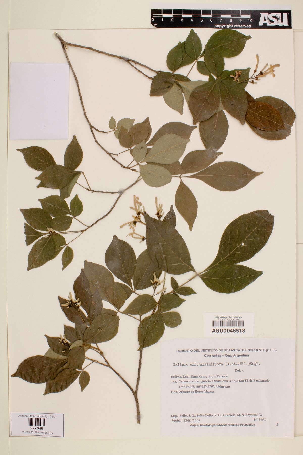 Galipea jasminiflora image
