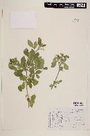 Helietta parvifolia image