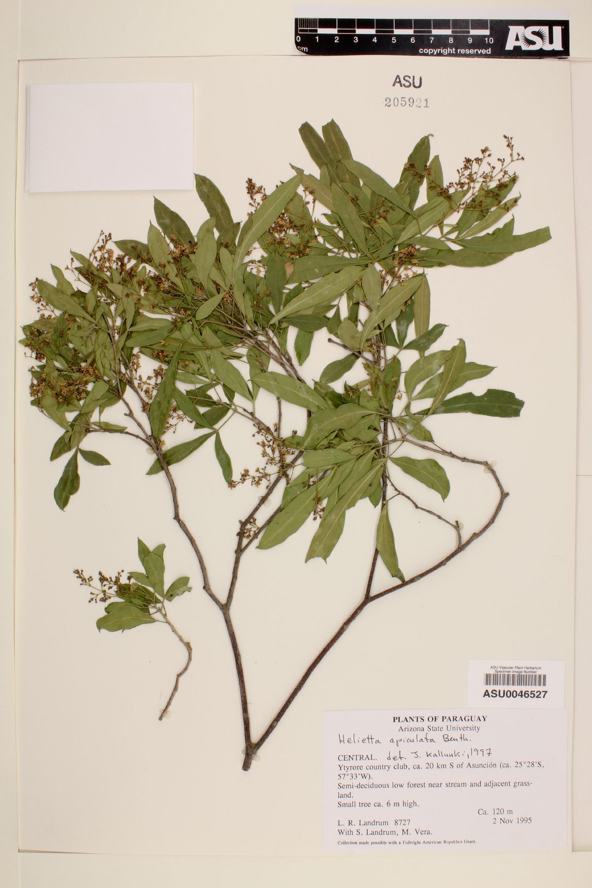 Helietta apiculata image