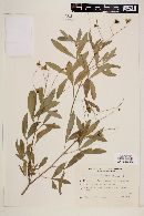 Helietta apiculata image