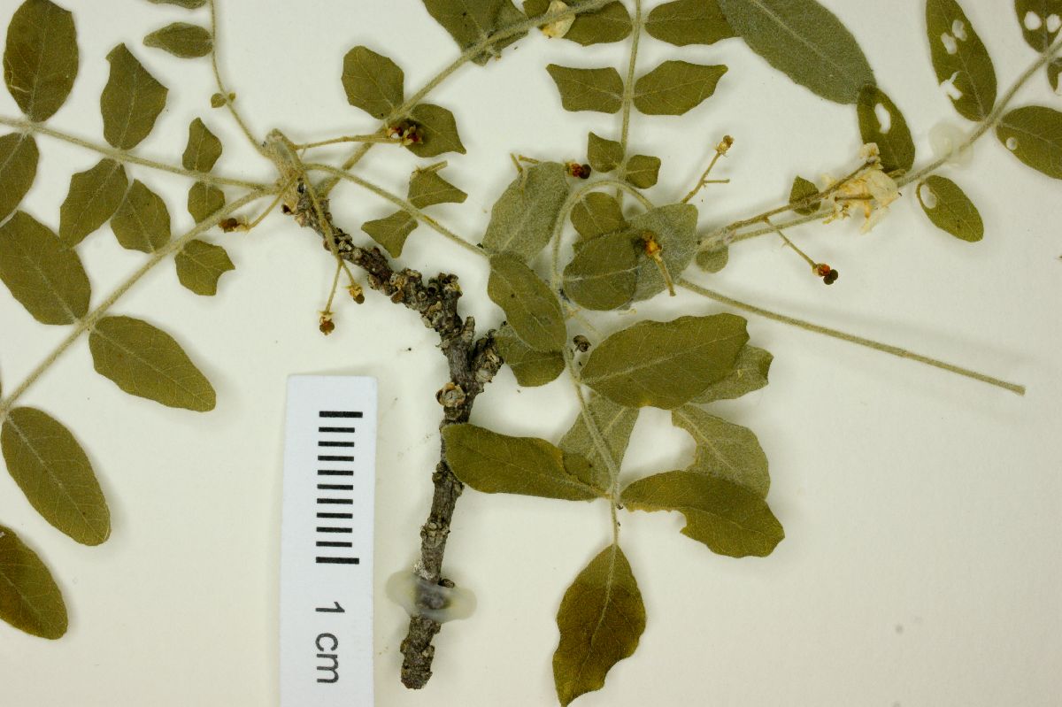 Megastigma galeottii image