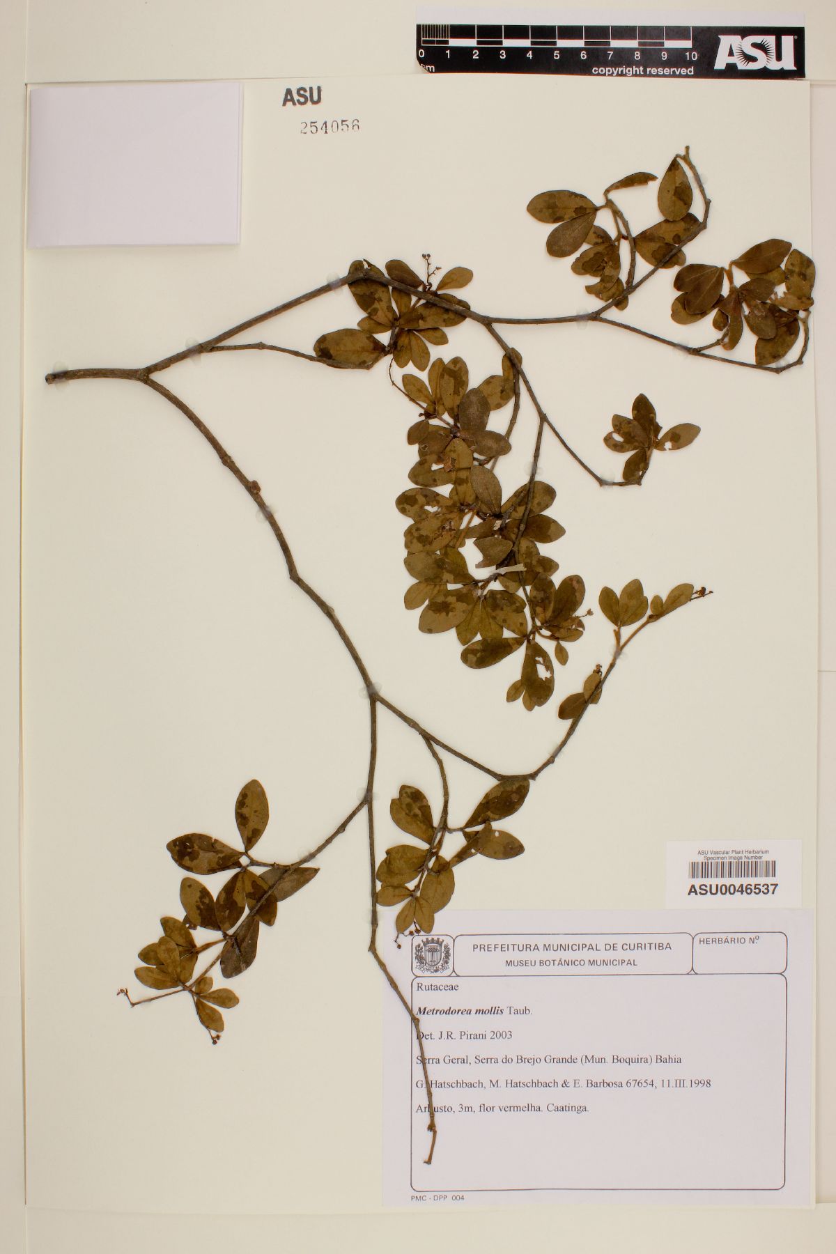 Metrodorea mollis image