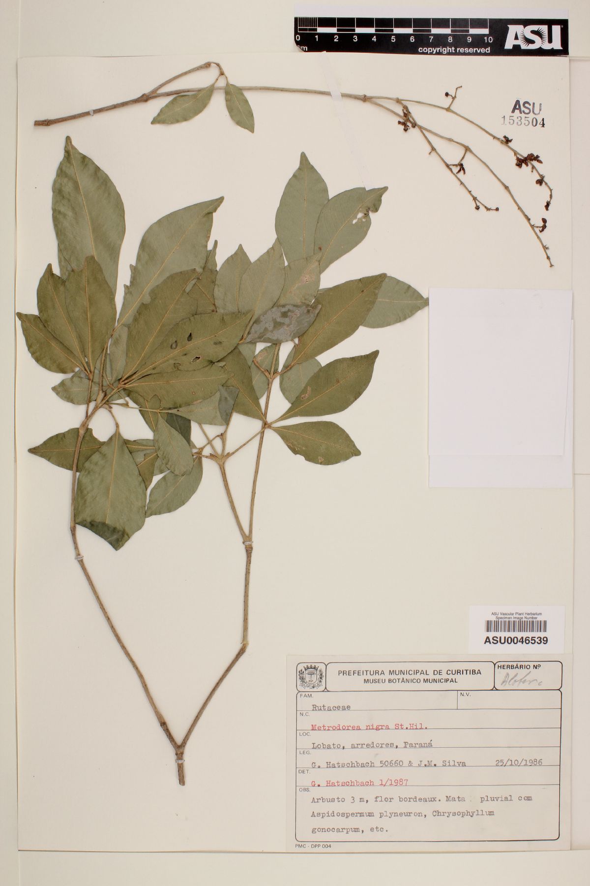Metrodorea nigra image