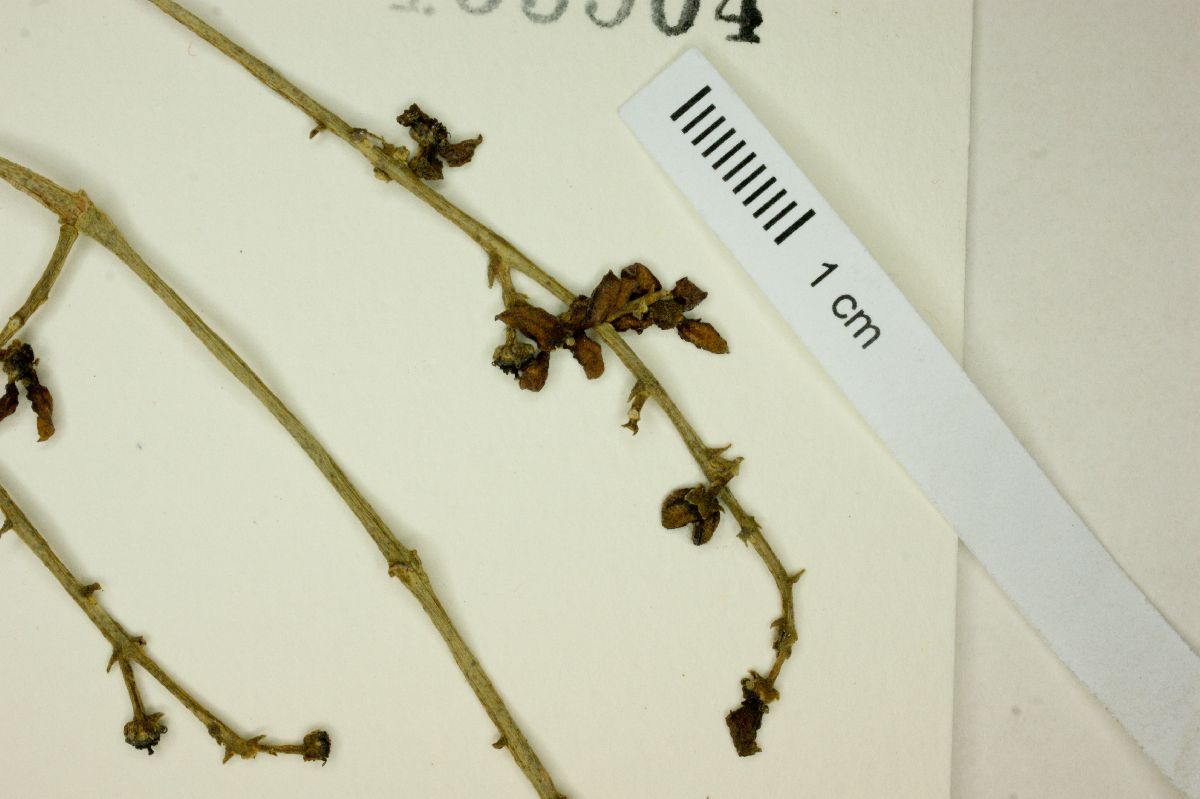 Metrodorea nigra image