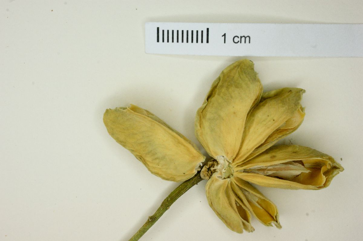 Peltostigma ptelioides image