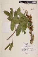 Pilocarpus pennatifolius image