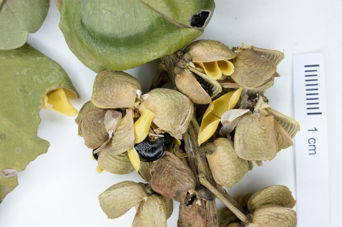 Pilocarpus pennatifolius image