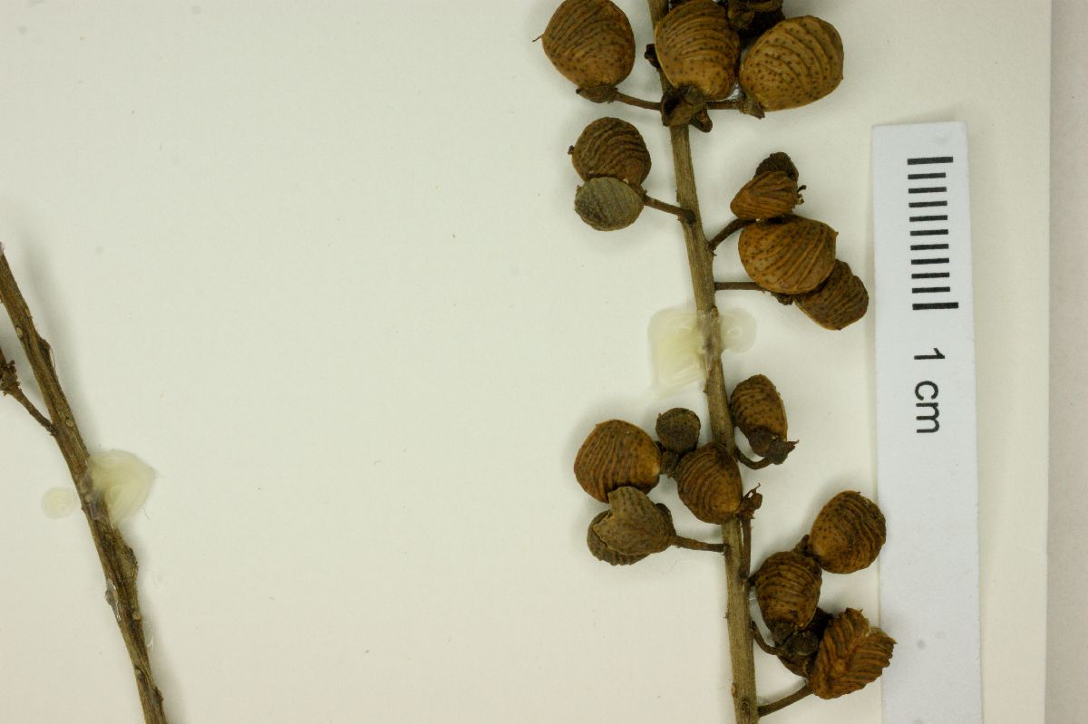 Pilocarpus spicatus image