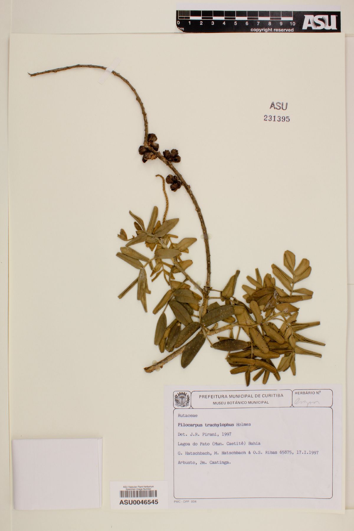 Pilocarpus trachylophus image
