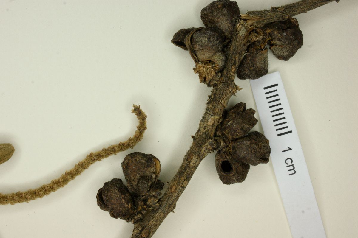 Pilocarpus trachylophus image