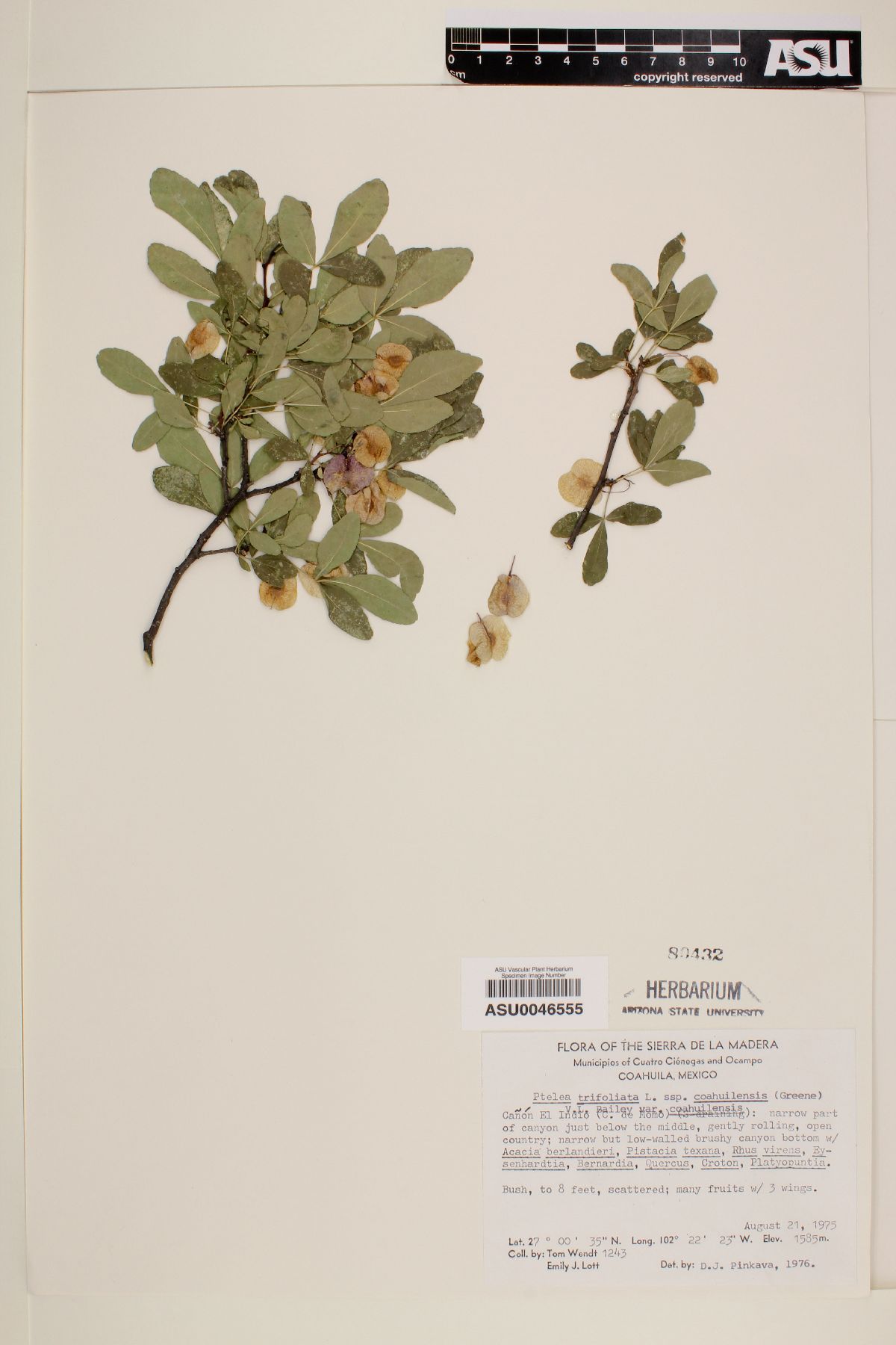 Ptelea trifoliata subsp. coahuilensis image