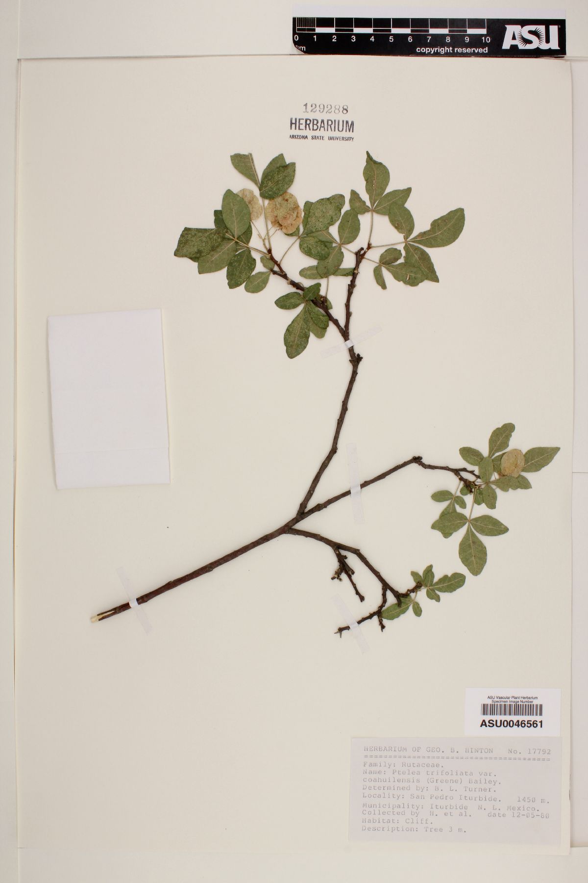 Ptelea trifoliata subsp. coahuilensis image