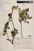 Ptelea trifoliata image