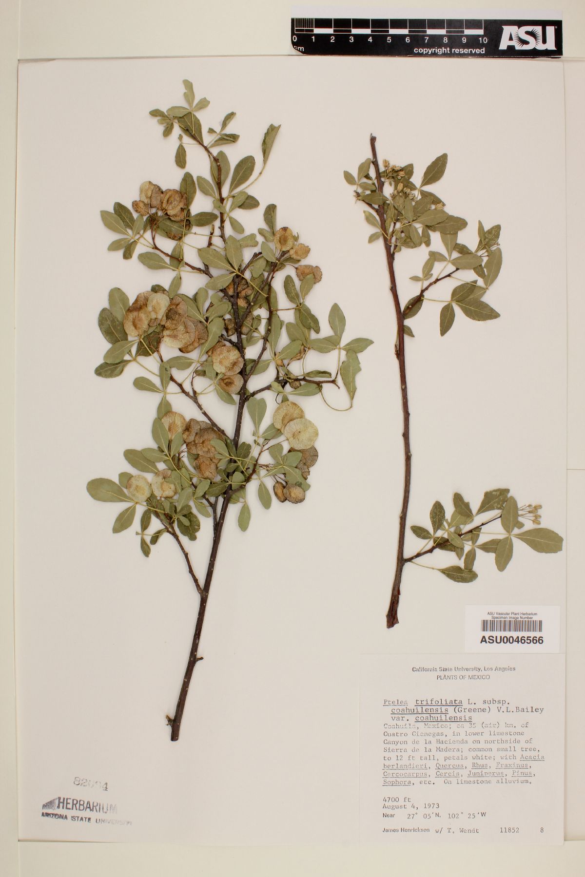 Ptelea trifoliata subsp. coahuilensis image