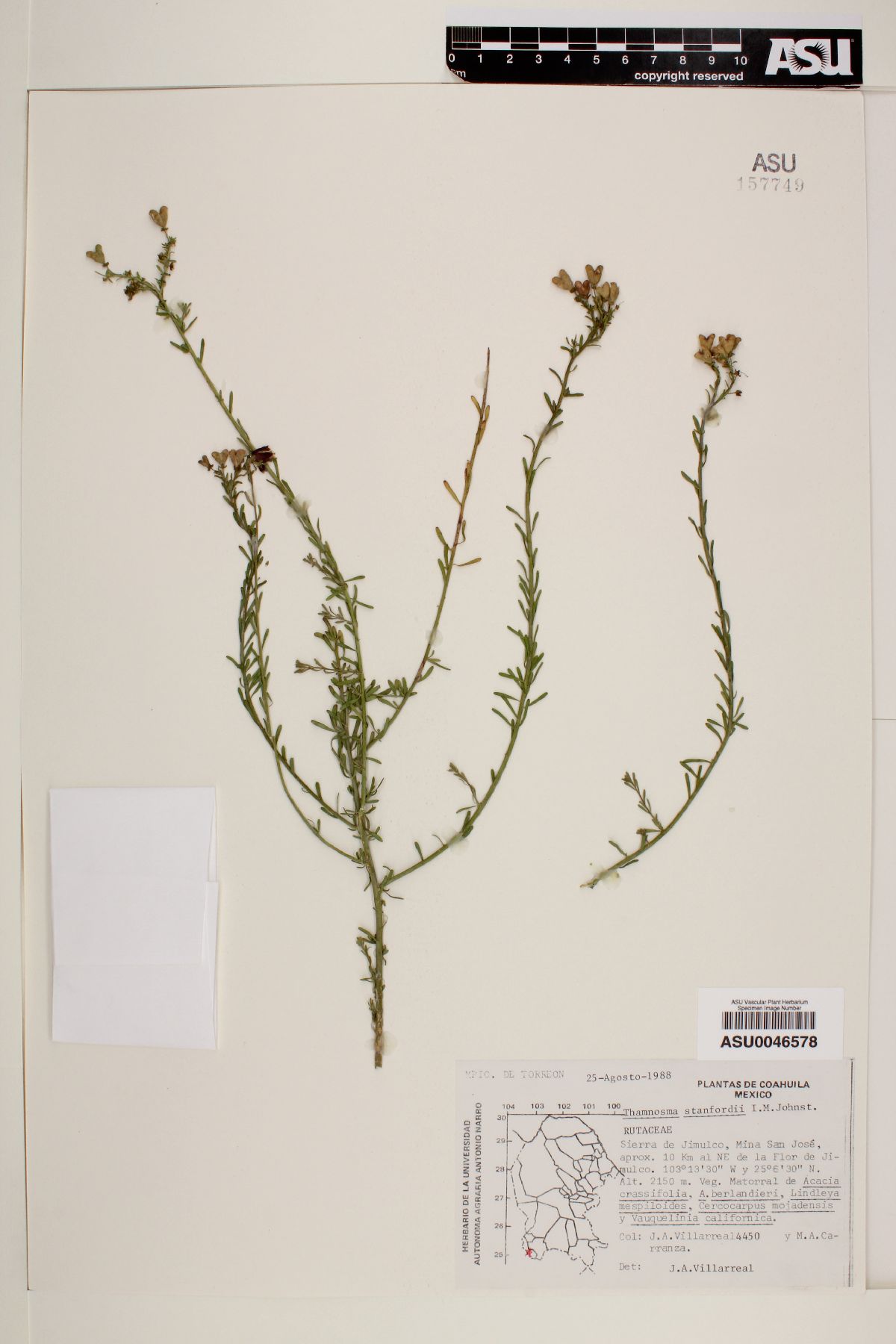 Thamnosma stanfordii image