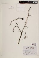 Image of Zanthoxylum affine