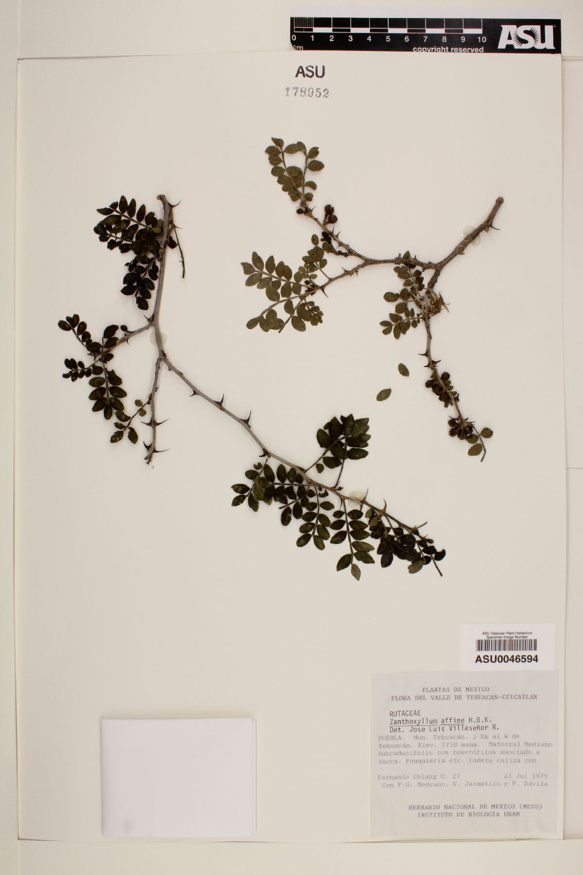 Zanthoxylum affine image