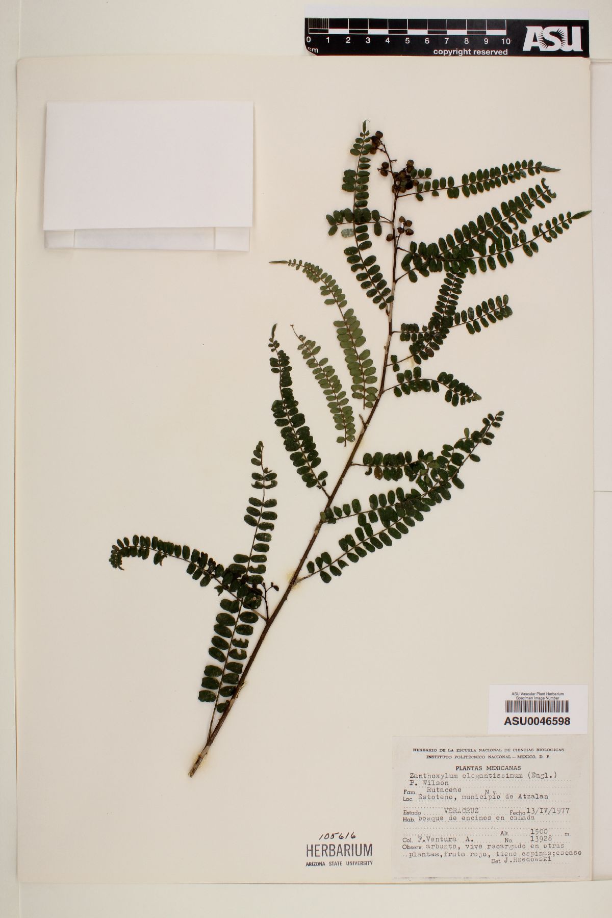 Zanthoxylum elegantissimum image