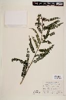 Zanthoxylum elegantissimum image