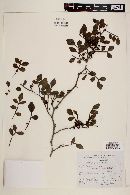 Zanthoxylum fagara image