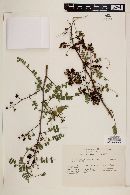 Zanthoxylum foliolosum image