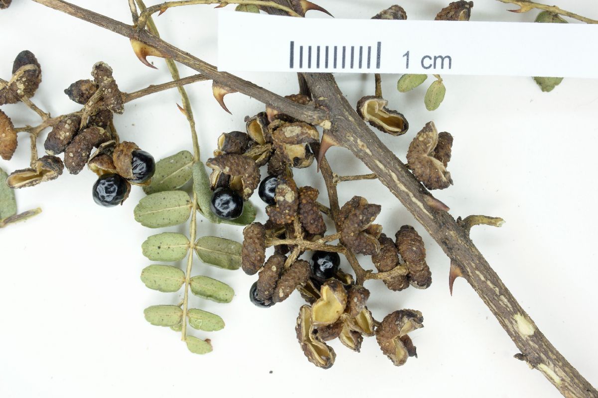 Zanthoxylum foliolosum image