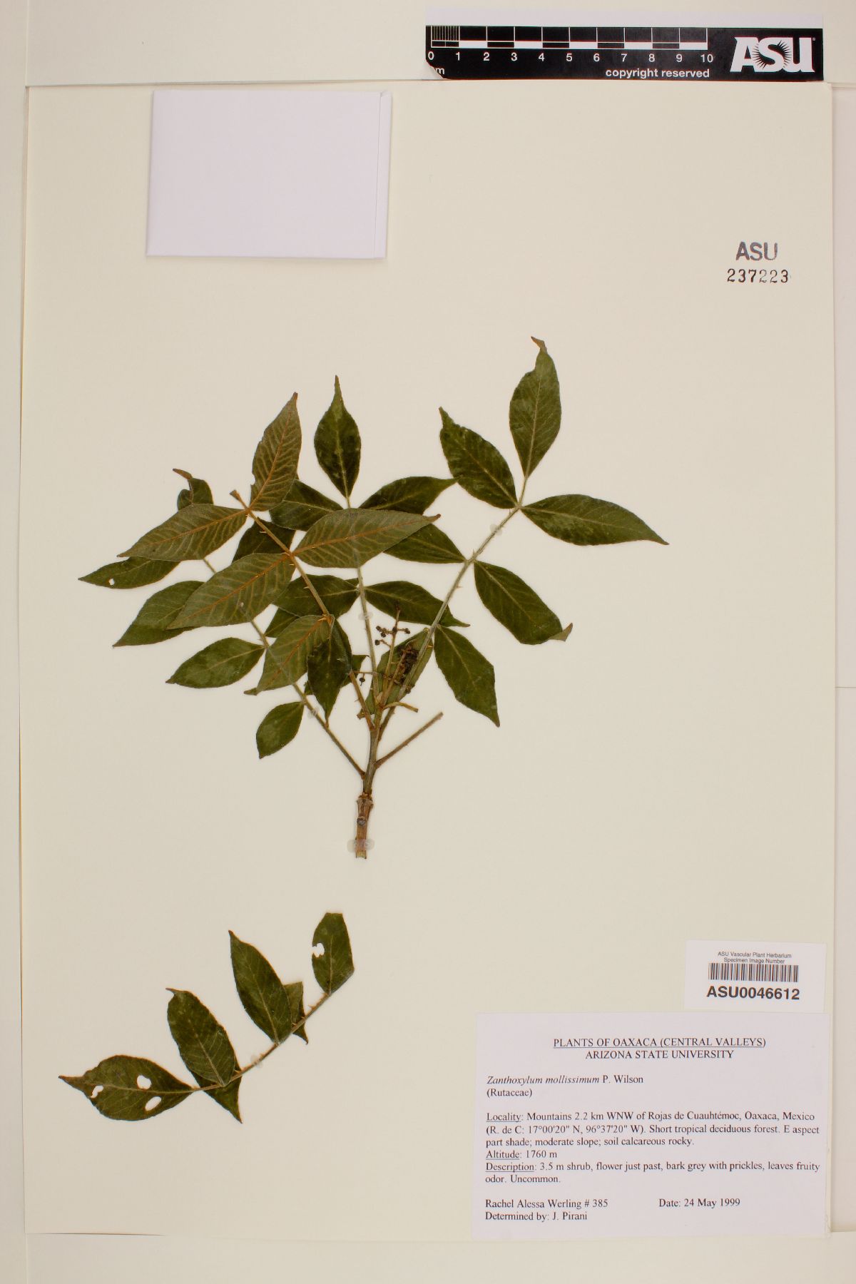 Zanthoxylum mollissimum image