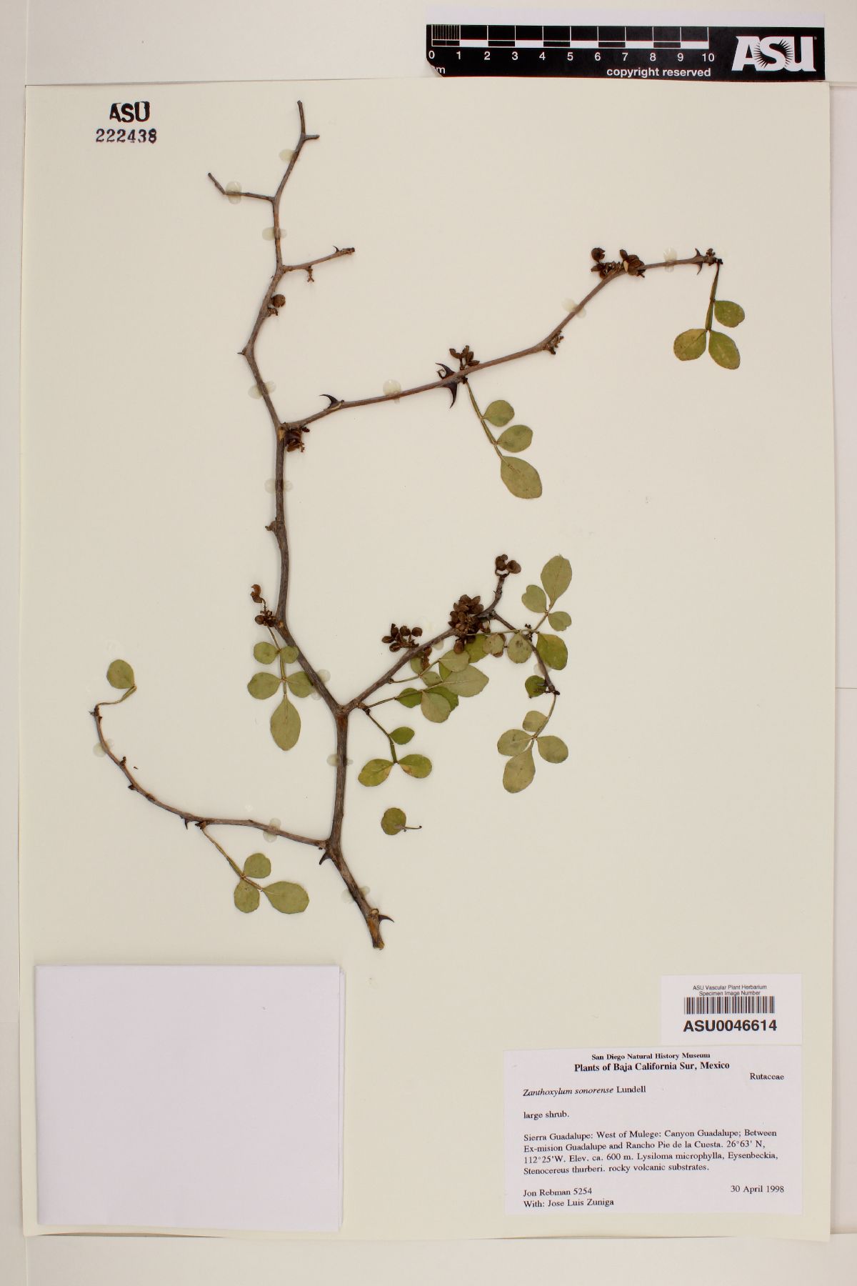 Zanthoxylum sonorense image
