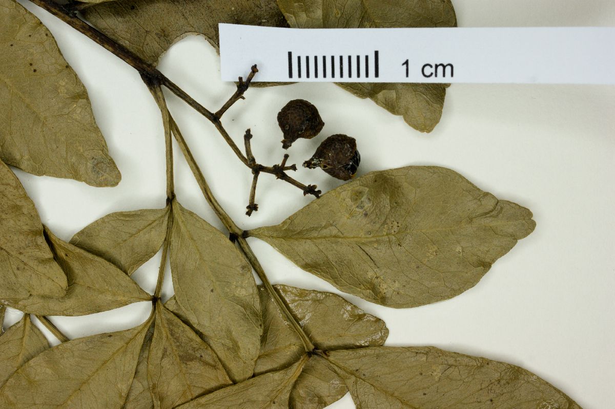 Zanthoxylum articulatum image