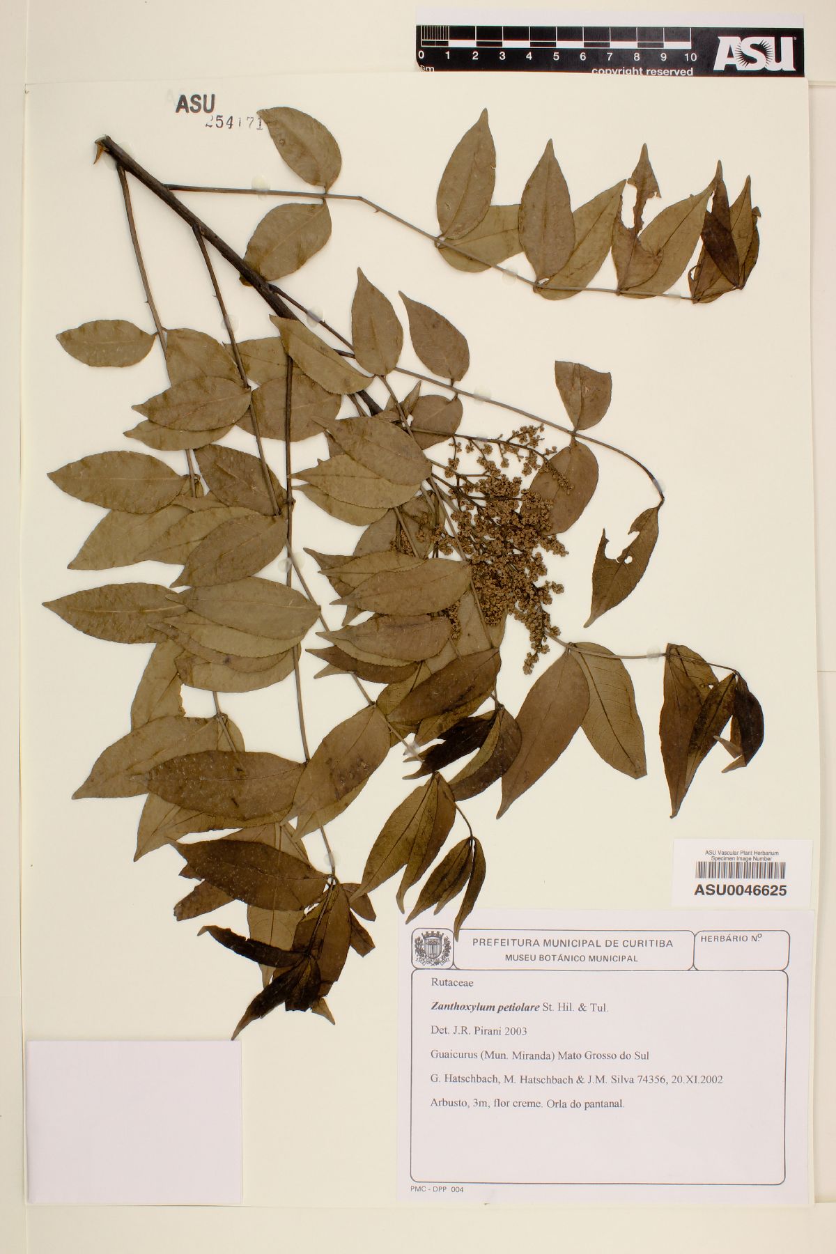 Zanthoxylum petiolare image