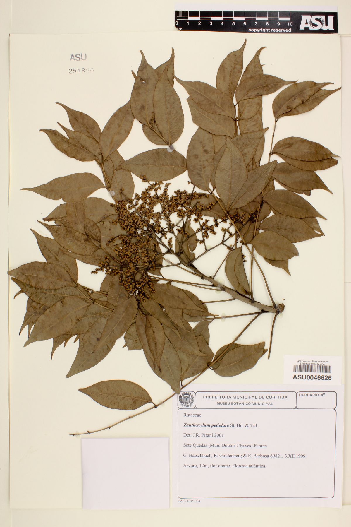 Zanthoxylum petiolare image