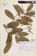 Zanthoxylum riedelianum image