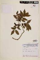 Zanthoxylum rhoifolium image