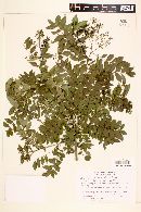 Zanthoxylum rhoifolium image