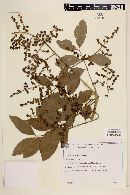 Zanthoxylum riedelianum image