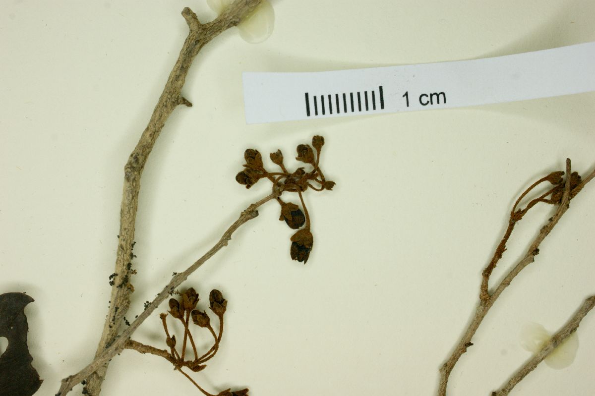 Chrysophyllum pauciflorum image