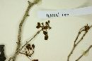 Chrysophyllum pauciflorum image